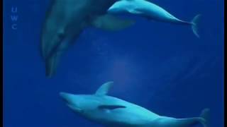 Nature TV  Rangiroa an award winning 6 minutes diving video [upl. by Nilecoj]