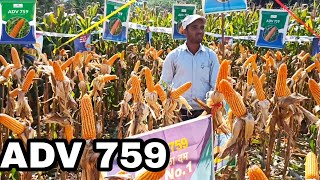 Advanta ADV 759 hybrid maize best veriety for good management to take high production [upl. by Palladin189]