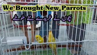 Today We Are Buying New Parrots 🦜  Fun Kids Bird Video [upl. by Ainezey]