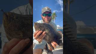 Atlantic TRIPLETAIL inshore on LIVE SHRIMP 🦐 😎 inshorefishing fishingvideo shortsvideo [upl. by Aniger103]