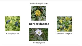 Berberidaceae family  with Dr Gaurang [upl. by Durware58]