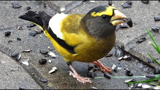 Gros becs errants chant  Evening Grosbeak song [upl. by Gierc]