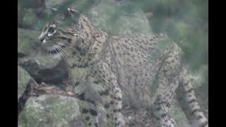 Geoffroykat  Geoffroy cat  Dierenpark Amersfoort [upl. by Adnole544]