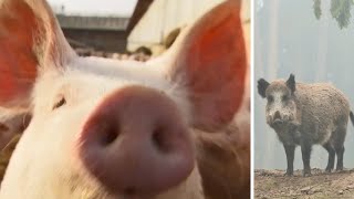 Afrikanische Schweinepest – Wie gefährlich ist sie für den Menschen  Ratgeber [upl. by Pedro]