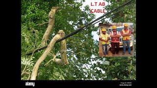 LT AB Cable draw inside of trees amp jungles in rural areas [upl. by Kaplan]