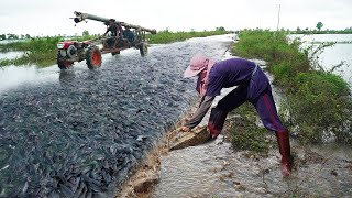 wow Unique Catching Catfish on The Road Flooded by Hands [upl. by Otreblada]