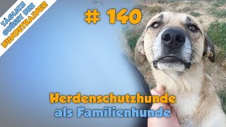 TGH 140  Herdenschutzhund als Familienhund  Hundeschule Stadtfelle [upl. by Whitten]