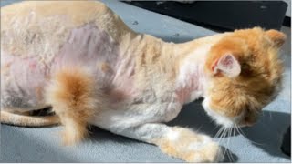 Grooming this Severely Matted Cat was Heartbreaking [upl. by Carlie]