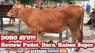 Doro Ayu Review Pedet Doro Babon Update Harga Pasar Sapi Terbaru [upl. by Maud]