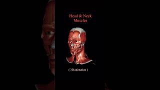 Head amp Neck Muscles 3D animation  Human anatomy shorts medical study [upl. by Clovis231]