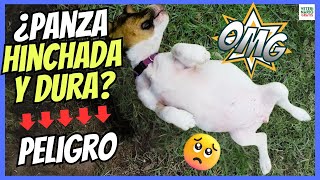 🔴 ¿PORQUE MI PERRO TIENE LA PANZA HINCHADA Y DURA 🆘 ¿POSIBLE TORSIÓN GÁSTRICA [upl. by Barri441]