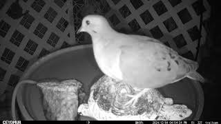 Competing Drinking Methods Cardinal vs Mourning Dove Drinking Behavior Infrared Comparisonquot [upl. by Girand]