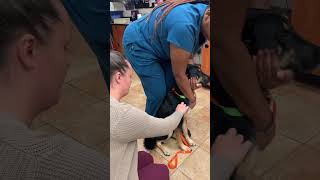 Skill 12 SQ subcutaneous injection dog [upl. by Anawad]