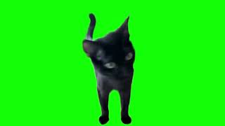 Cat strongly disagrees green screen [upl. by Gilli]