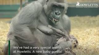 Celebrating the birth of a new baby gorilla at Howletts [upl. by Jerrol53]