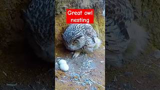 would you see mother owl nesting owl shortvideo shorts youtubeshorts [upl. by Clark]