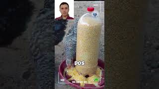 DIY Comederos y Bebederos para Gallinas ¡Recicla y Ahorra 🌍🐓 gallos gallinas comederocasero [upl. by Ahaelam]