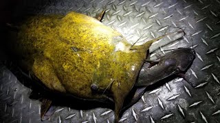 Catching Flatheads with Live Channel Catfish [upl. by Cleary]