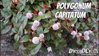 Polygonum capitatum  Tapete inglês  Pinkhead smartweed [upl. by Ecila787]