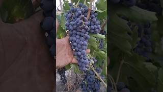 Grape fruits trees nature shorts shortsviral Mrgardner823 [upl. by Friedrick937]