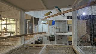 Gouldian Finches Breeding setup ep2 Birds aviary Lahore [upl. by Elletsyrc587]