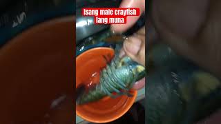 Crayfish menu crayfish crayfishfarming aquarium crayfishfarm crayfishing [upl. by Doowron590]