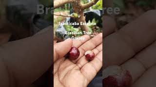 Jaboticaba Escalate Brazilian Tree Grapes fruit garden jaboticaba fruitharvesting [upl. by Ferdinanda176]