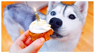 Husky Helps Make BIRTHDAY PUPCAKES And taste tests every ingredient first [upl. by Booker]