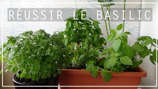 🌿 AROMATIQUES  CULTIVER LE BASILIC EN POT 👩🏼‍🌾 [upl. by Aliuqet]