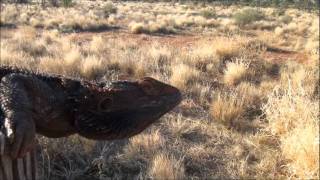 Bearded dragon Central Australia [upl. by Pontone]