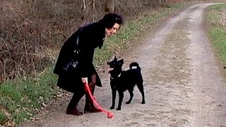 Jumping Mudi Hungarian shepherd dog [upl. by Aivonas849]