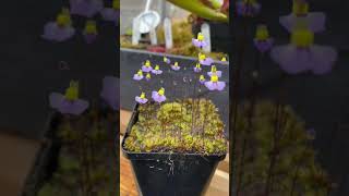 Shorts Utricularia Bisquamata CV Bettys Bay [upl. by Esaele]