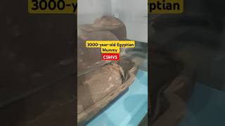 3000yearold Egyptian mummy in CHHATRAPATI SHIVAJI MAHARAJ VASTU SANGHRALAY MUSEUM AT MUMBAI [upl. by Ecirahs]