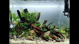 Nature Aquascape Aquarium Step by Step  ADA 60H  quotRiverflowquot [upl. by Valerie]