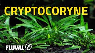 Species Spotlight  Cryptocoryne [upl. by Iredale]