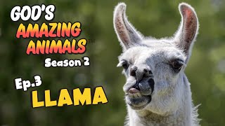 Fun Facts for Kids about Llamas  Gods Amazing Animals S2 Ep3 [upl. by Ettegdirb123]