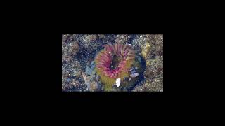 Aggregating Anemone [upl. by Fairbanks]