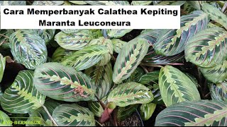 Cara Mudah Memperbanyak Calathea Kepiting  Calathea Maranta Leuconeura Propagation [upl. by Nivalc]