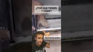 ¿Por qué dicen que los gatos tienen 7 vidassupervivencia curiosidades sabiasque [upl. by Waite512]