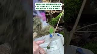 Releasing hedgehogs back in to the wild Near a pub in Herts  Hornbeam Wood Hedgehog Sanctuary [upl. by Aihsein]