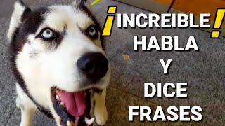 Perro Husky HABLANDO quotI LOVE YOUquot y ¡DICE FRASES❤ [upl. by Karlow]