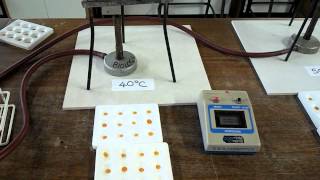 Effect of temperature on digestion of starch by amylase [upl. by Nosirrag]