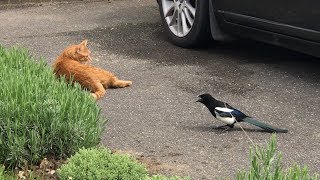 Magpies terrorising cat [upl. by Nemajneb]