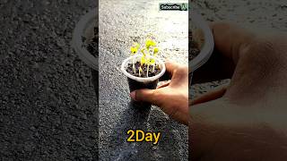 Germination 🌿 propagat 🌿 sowing seeds germinationgardeningtipsshortsplantsagriculture [upl. by Tiphane]