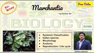 Marchantia  Morphology  Anatomy and Life cycle  Bsc  Free PDF notes  by Viologia EXtrema [upl. by Fisoi]