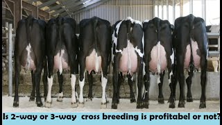 3way cross breeding at HRM Dairies  2way and 3way cross breeding in Dairy cow  DrSajid [upl. by Yesnik]