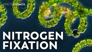 Getting to the Root of Nitrogen Fixation [upl. by Etnoled]