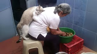 Cats Love Their Owner On A Different Level But Its Real Love [upl. by Anirbys897]