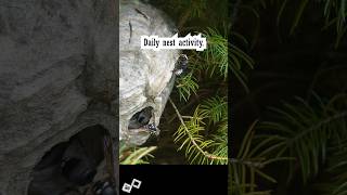 Bald Faced Hornets Daily Nest  Close up expansion [upl. by Eimilb]