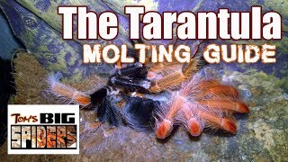 Tarantula Molting Guide  Signs of Premolt [upl. by Mosra]